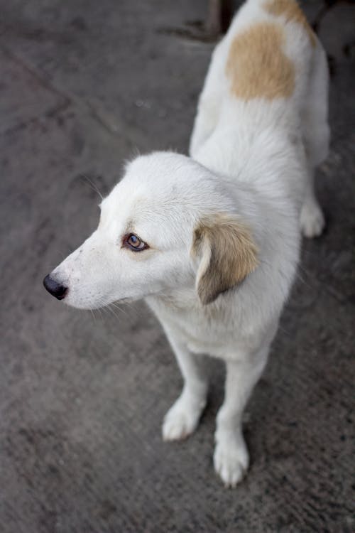 有关動物, 可愛, 國內的免费素材图片