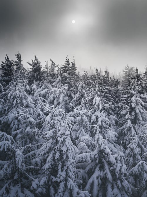 有关冬季, 垂直拍摄, 大雪覆盖的免费素材图片