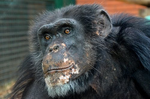 有关動物攝影, 特写, 猿的免费素材图片