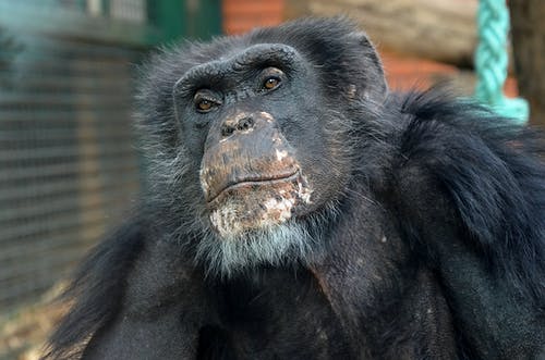 有关凝視, 動物攝影, 哺乳動物的免费素材图片