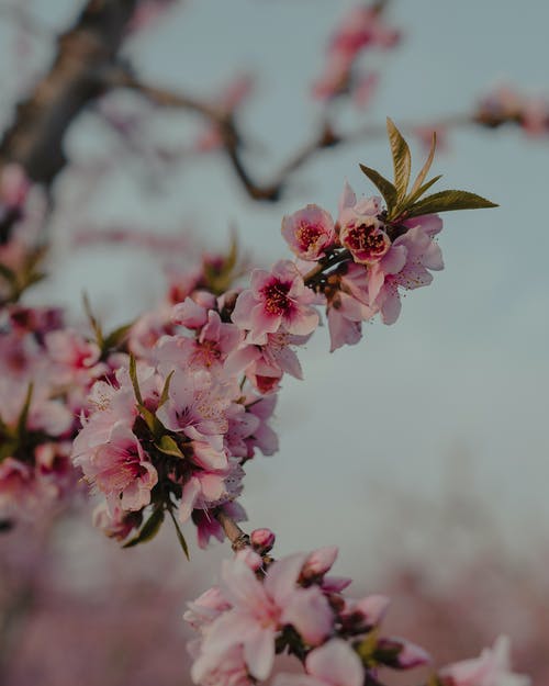 有关公園, 分公司, 味道的免费素材图片