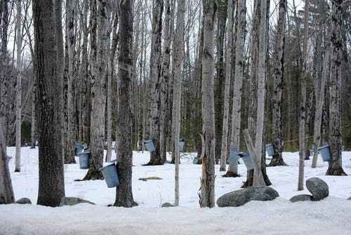 有关公園, 冬季, 冷的免费素材图片