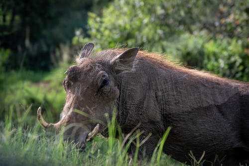 有关動物, 哺乳動物, 疣猪的免费素材图片