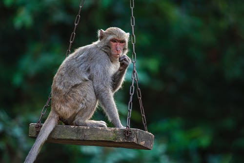 有关動物, 哺乳動物, 搖擺的免费素材图片