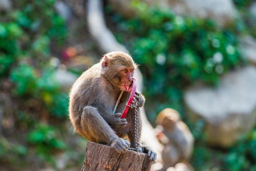 有关動物, 反射, 可愛的免费素材图片