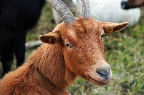 有关動物, 哺乳動物, 山羊的免费素材图片