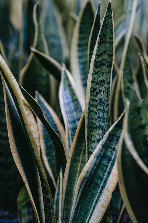 有关单子叶植物, 國內, 垂直拍摄的免费素材图片