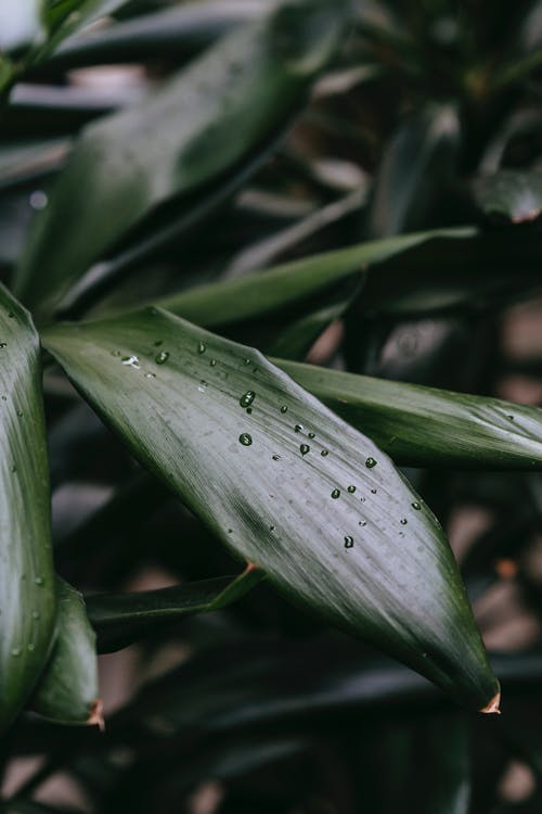 新鲜的绿叶与雨滴 · 免费素材图片