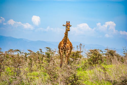 有关哺乳動物, 戶外, 灌木的免费素材图片