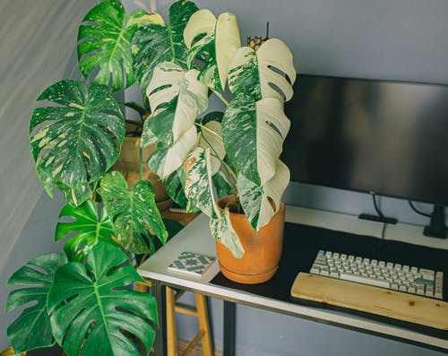 有关monstera deliciosa, 室内植物, 斑的免费素材图片