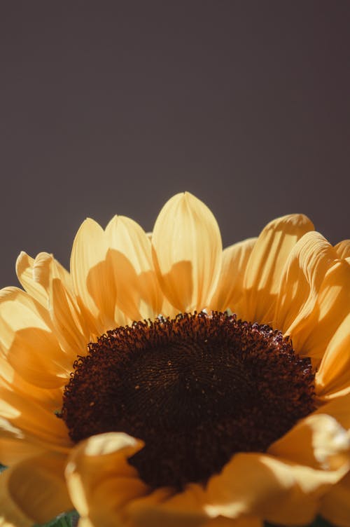 有关向日葵, 夏天, 微妙的免费素材图片