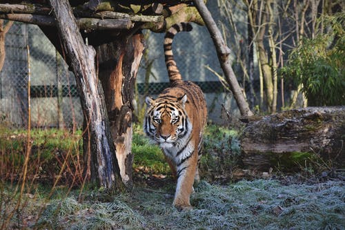 有关動物園, 哺乳動物, 捕食者的免费素材图片