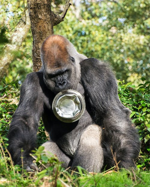 有关動物, 動物攝影, 哺乳動物的免费素材图片