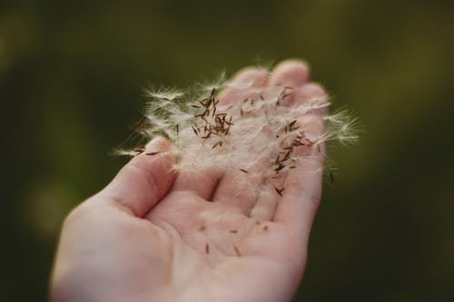 有关微妙, 握住, 景深的免费素材图片