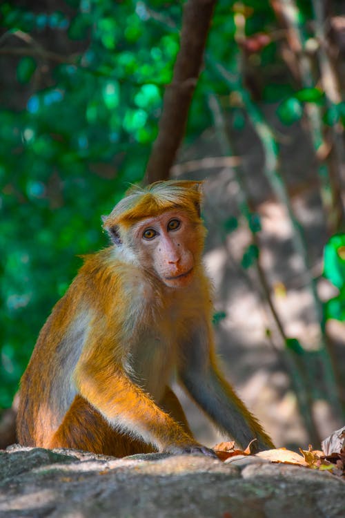 有关動物, 動物攝影, 哺乳動物的免费素材图片