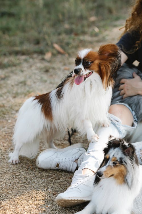 有关sheltie, 一起, 不露面的免费素材图片