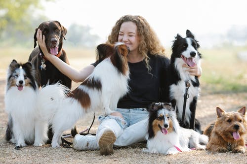 有关sheltie, 一起, 享受的免费素材图片