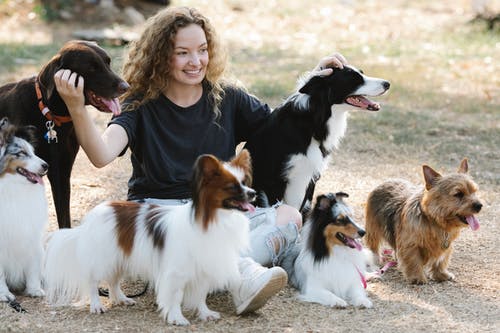 有关sheltie, 乐天派, 休息的免费素材图片