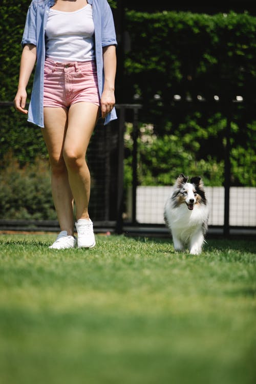 有关sheltie, 一起, 不露面的免费素材图片