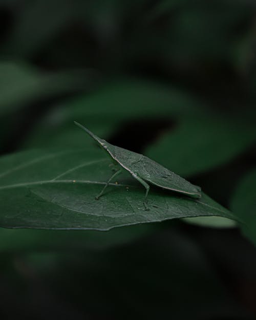 有关伪装, 昆虫, 绿叶的免费素材图片