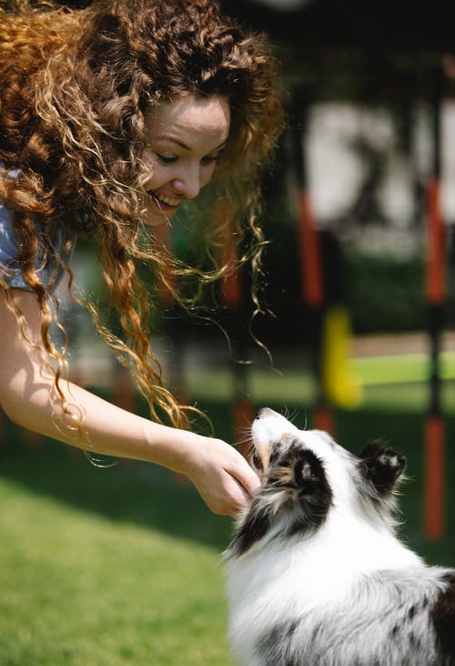 有关sheltie, 一起, 公园的免费素材图片