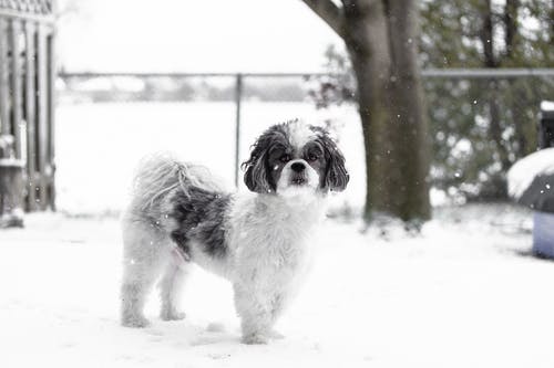 有关下雪, 冬季, 冷的免费素材图片