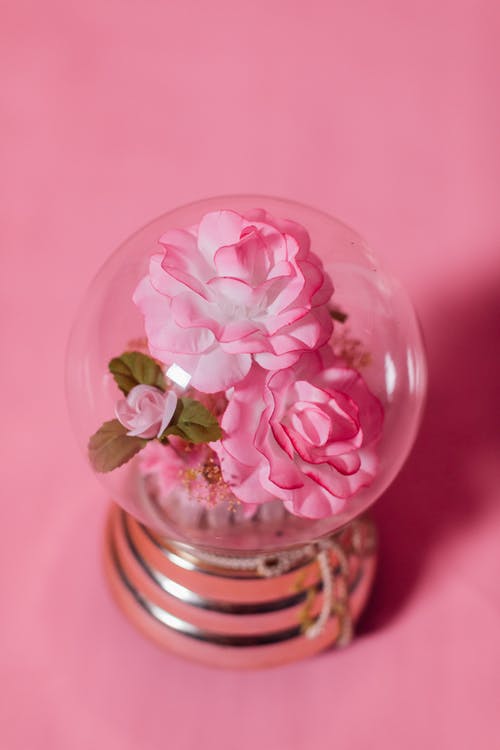 有关微妙, 植物群, 粉红玫瑰的免费素材图片