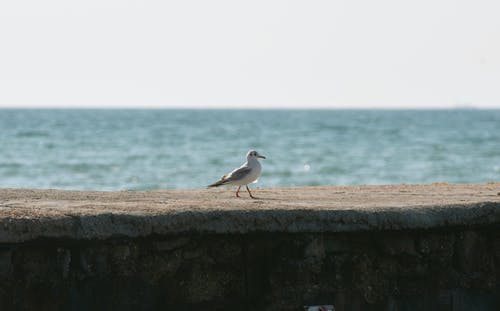 有关动物, 海, 海洋的免费素材图片