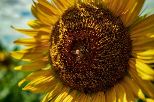 有关向日葵, 天性, 微距拍摄的免费素材图片