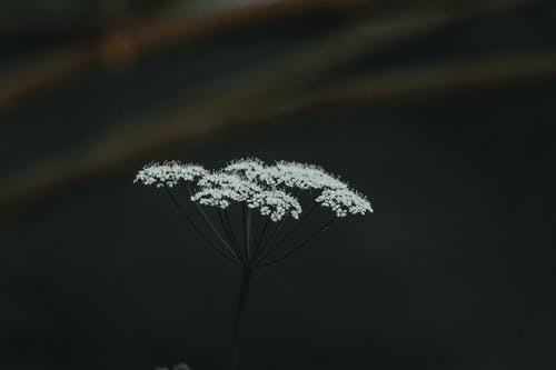 有关公園, 冷靜, 味道的免费素材图片