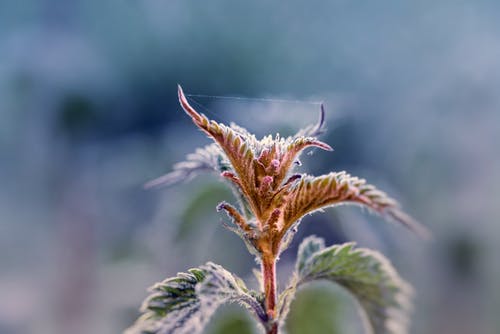 有关天性, 微距摄影, 模糊的背景的免费素材图片