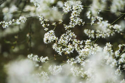 有关prunus spinosa, 天性, 季节的免费素材图片
