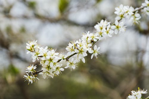 有关prunus spinosa, 天性, 季节的免费素材图片