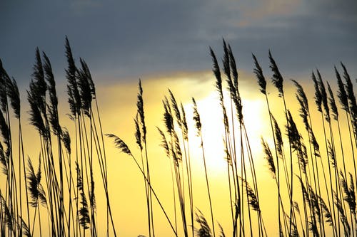 有关户外, 日落, 特写的免费素材图片