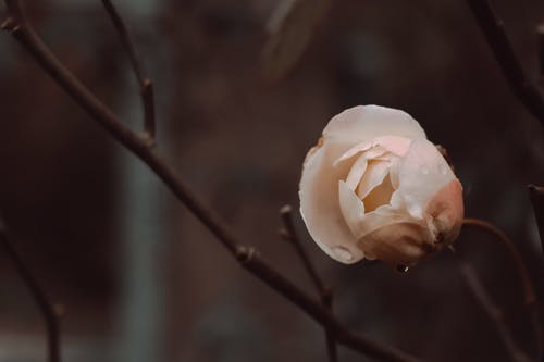 有关植物群, 模糊背景, 特写的免费素材图片