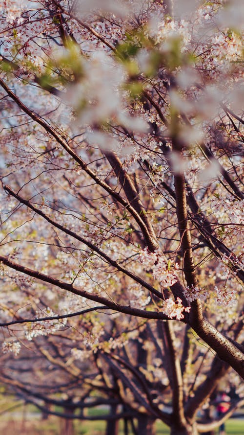 有关倾斜移位, 增长, 樱花的免费素材图片
