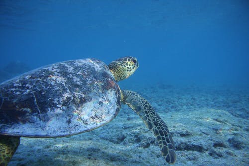 有关动物摄影, 夏威夷, 水下的免费素材图片