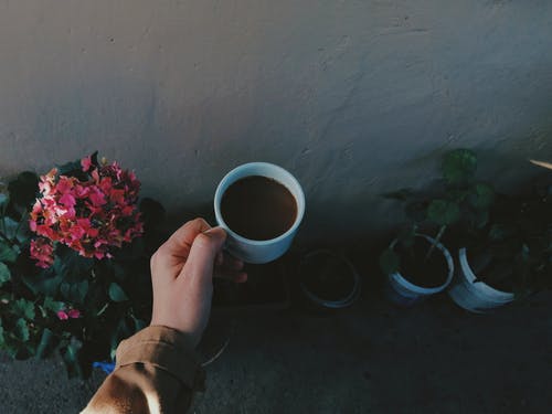 有关一杯咖啡, 喝, 工厂的免费素材图片