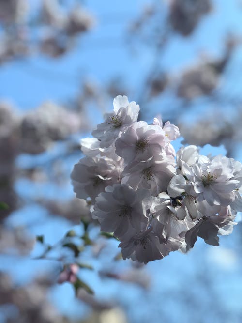 有关模糊的背景, 樱花, 特写的免费素材图片