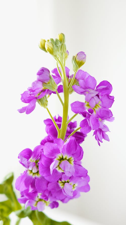 有关垂直拍摄, 特写, 紫色的花朵的免费素材图片