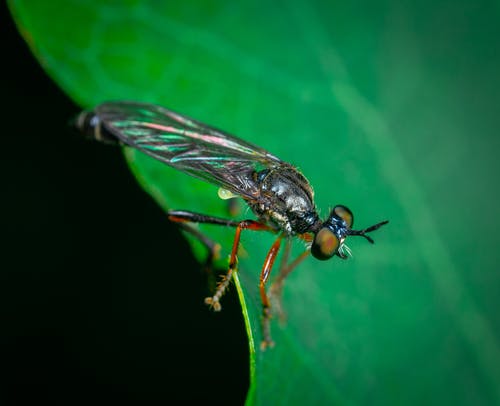 有关daggerfly, 动物, 大的免费素材图片