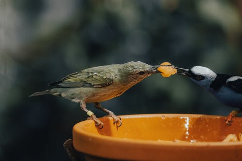 有关honeycreeper, 一个, 一部分的免费素材图片