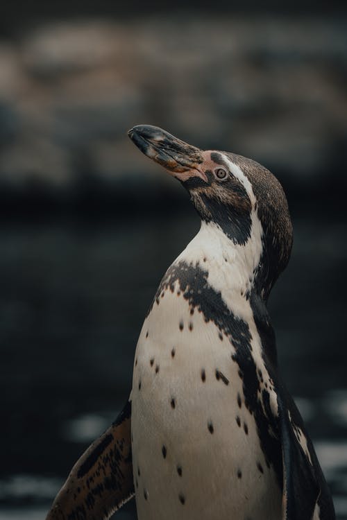 有关企鹅, 和谐, 土地的免费素材图片