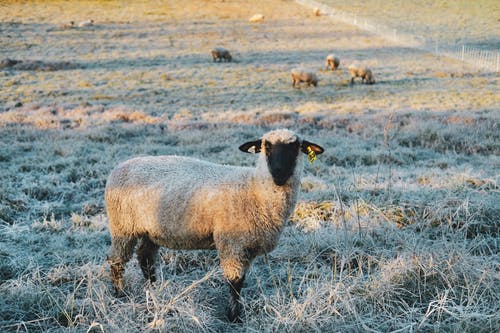 有关家畜, 户外, 母羊的免费素材图片