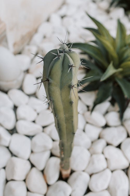 有关乾的, 仙人掌, 仙人掌植物的免费素材图片