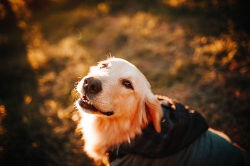 有关內容, 動物, 動物的鼻子的免费素材图片