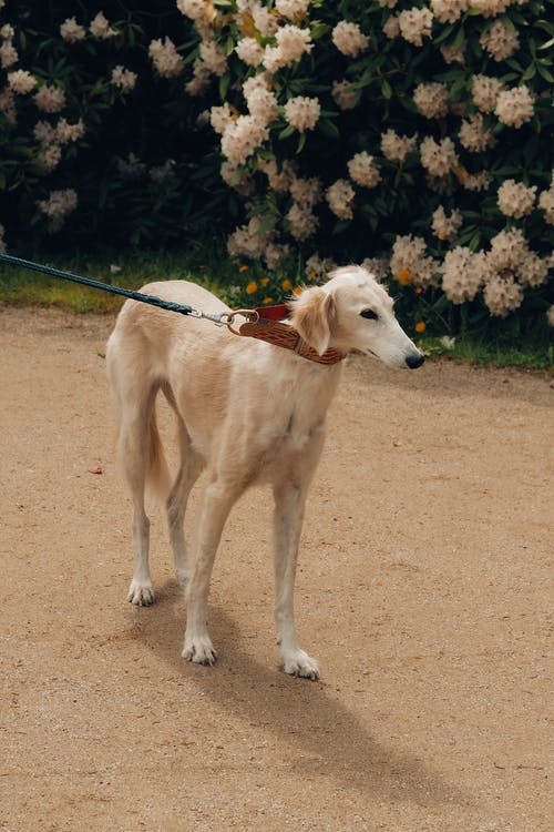 有关sighthound, 伴侶, 公園的免费素材图片