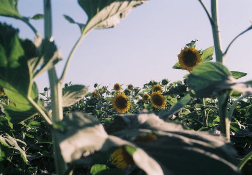 有关向日葵, 植物的, 植物群的免费素材图片
