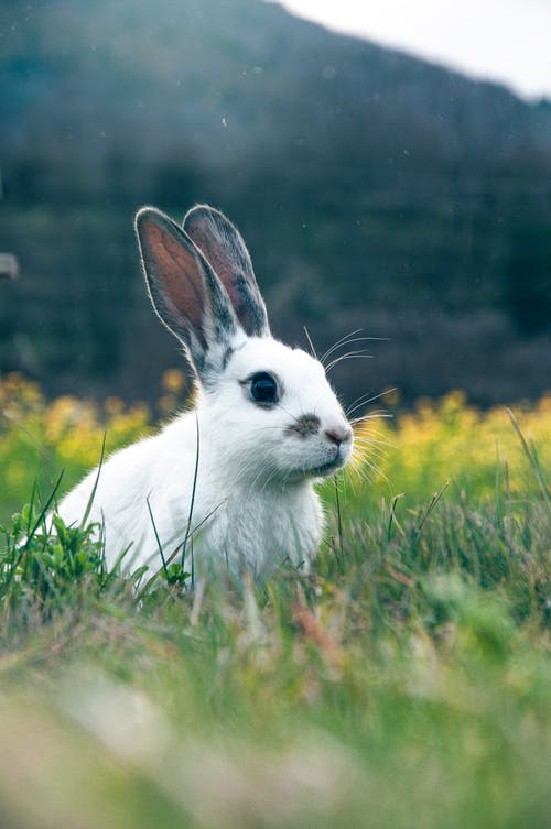 有关兔子, 兔科, 动物的免费素材图片