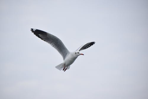 有关動物, 動物攝影, 觀鳥的免费素材图片